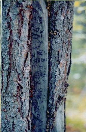 Cheslatta Trail Tree