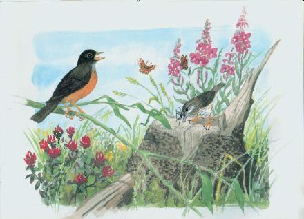 An illustration from The Robin and the Song Sparrow.